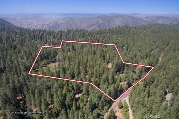 a view of a yard with plants and trees