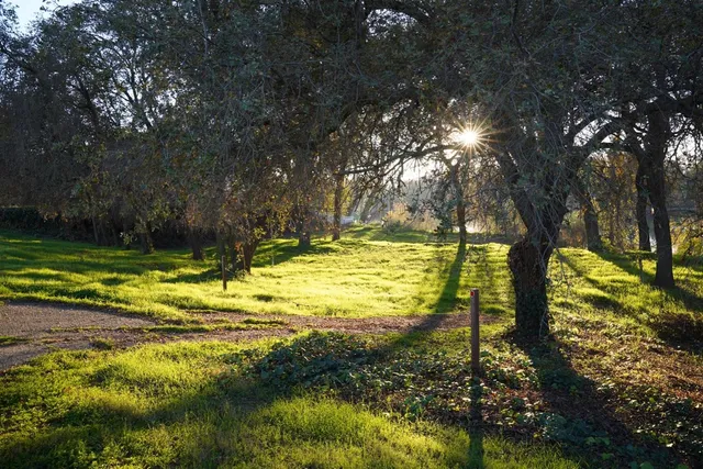 a big yard with lots of green space and trees