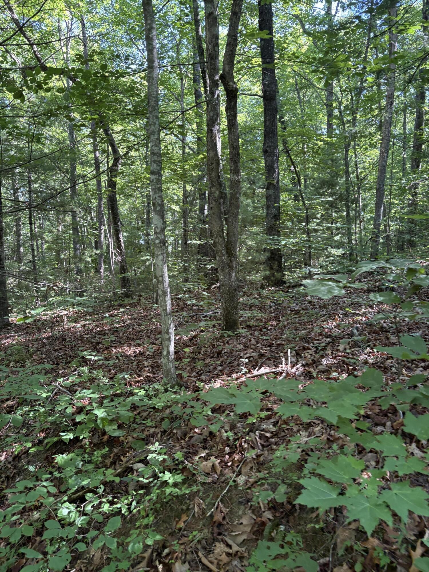2 Old Furnace Road Tellico Plains, TN 37385 - Photo 16 of 18 Gallery Image 16