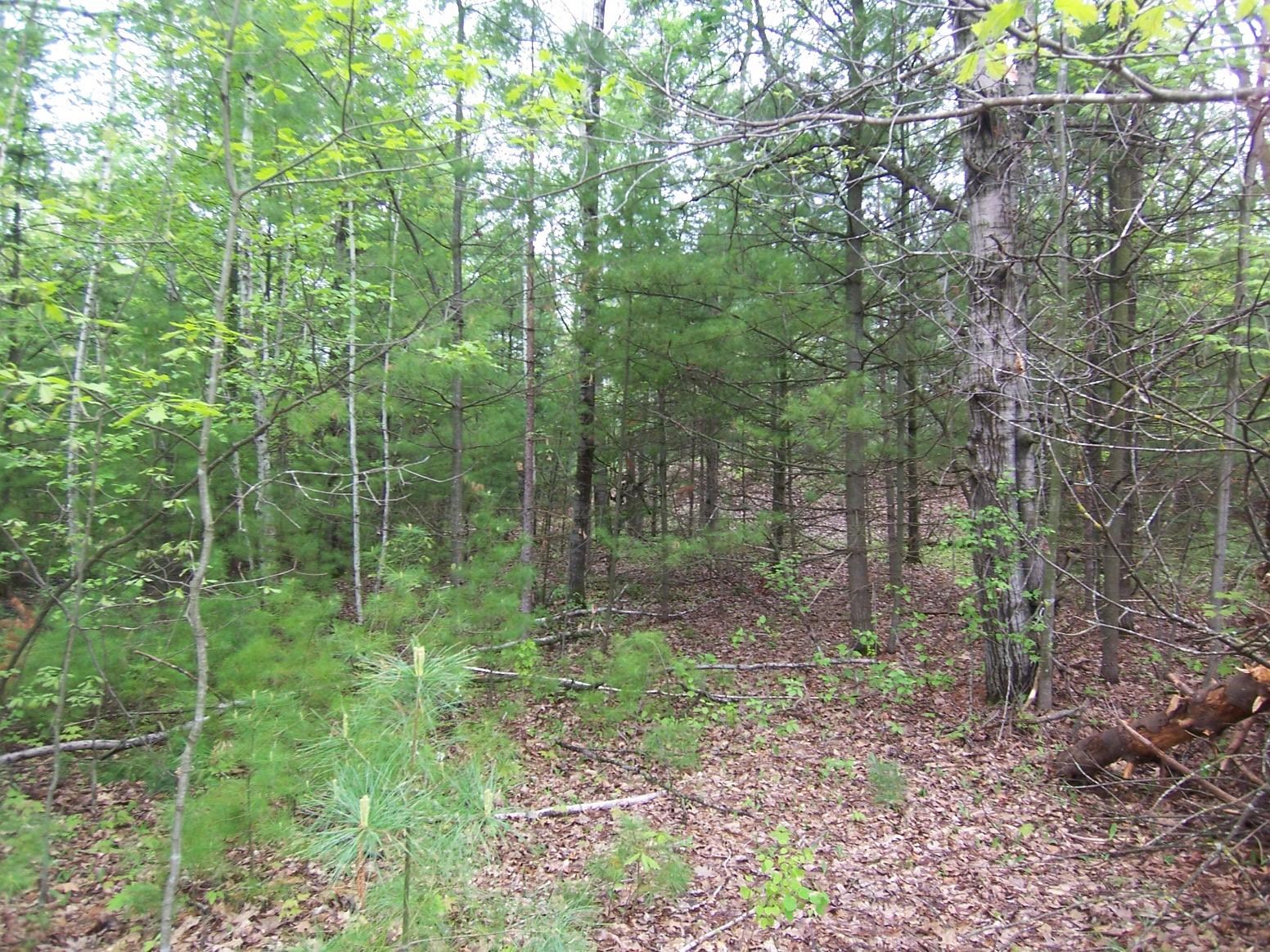 County Road South Sobieski, WI 54171 - Photo 12 of 15
