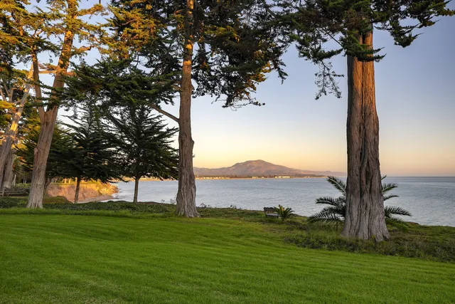 a view of a field with a tree