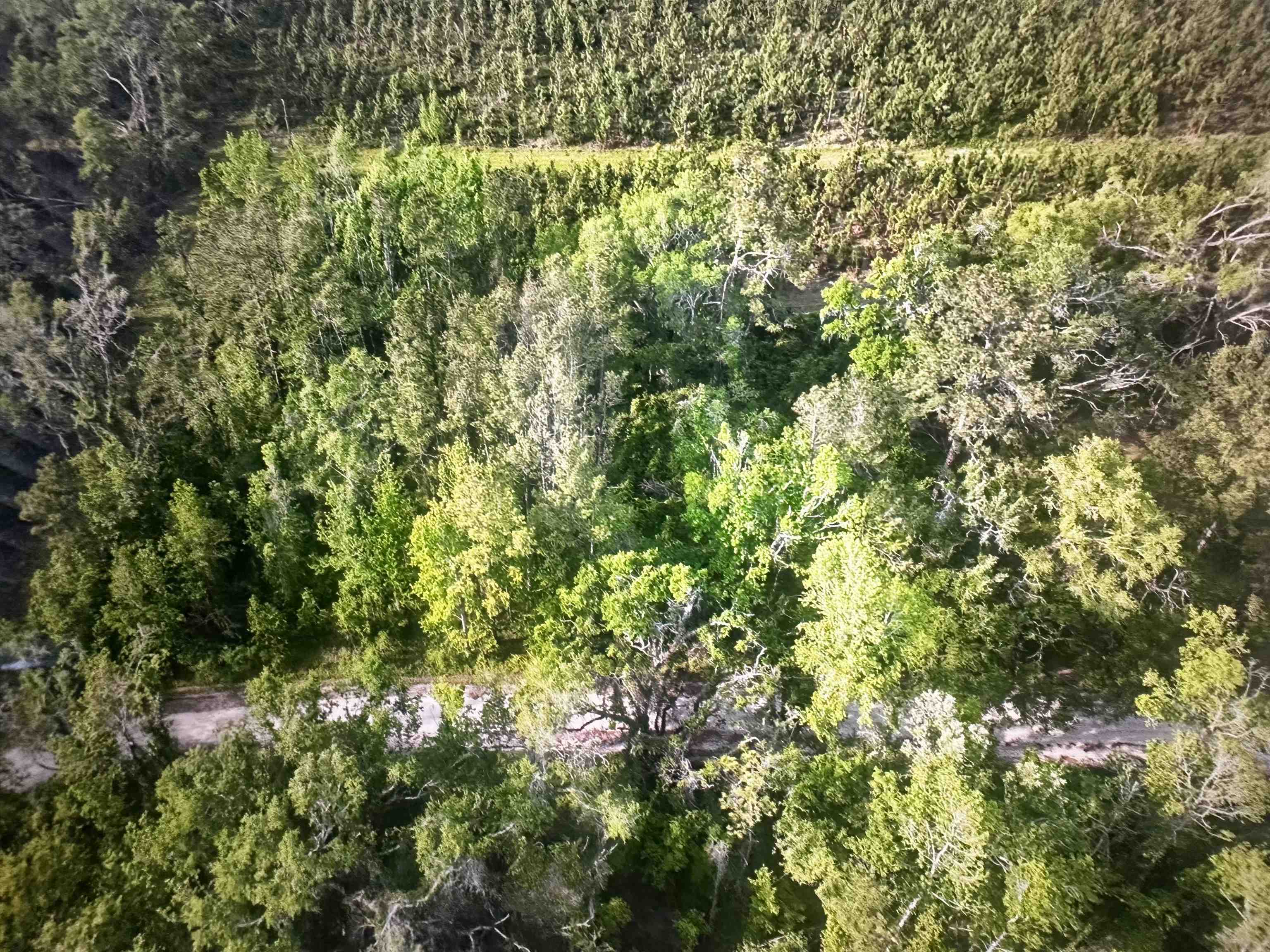 0 Northeast Rue Drive Pinetta, FL 32350 - Photo 12 of 19