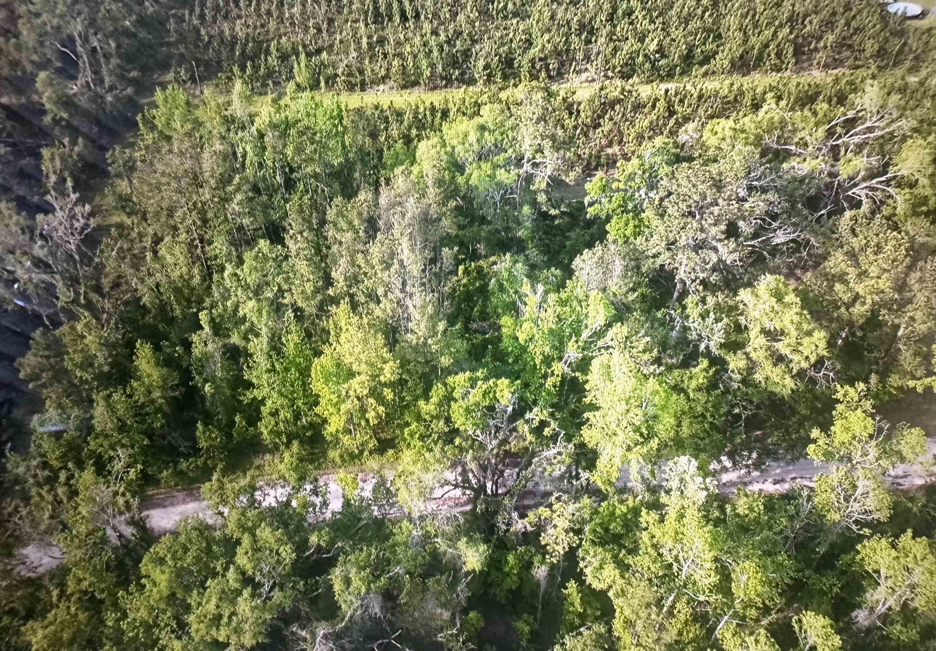 0 Northeast Rue Drive Pinetta, FL 32350 - Photo 15 of 19