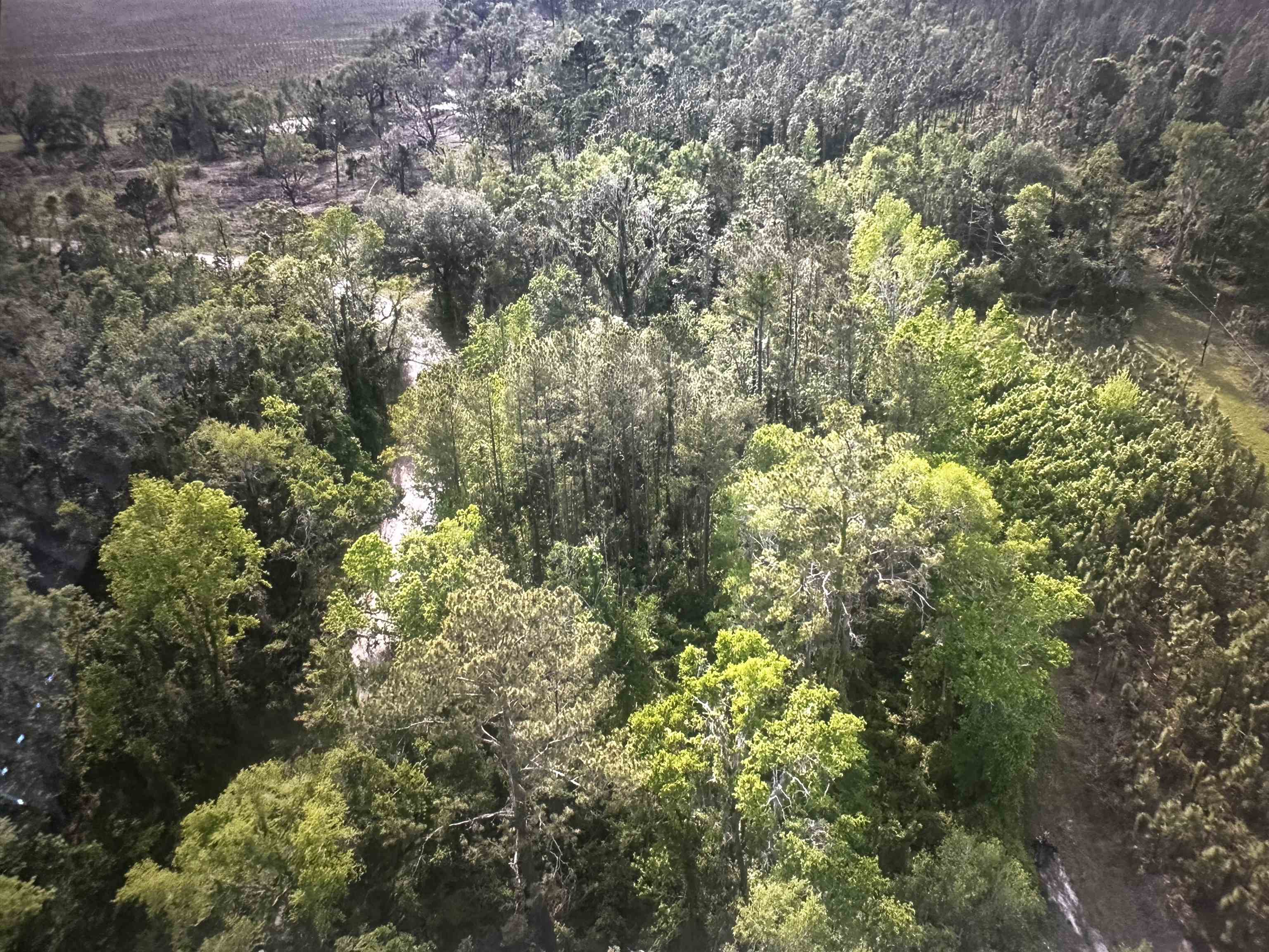 0 Northeast Rue Drive Pinetta, FL 32350 - Photo 5 of 19