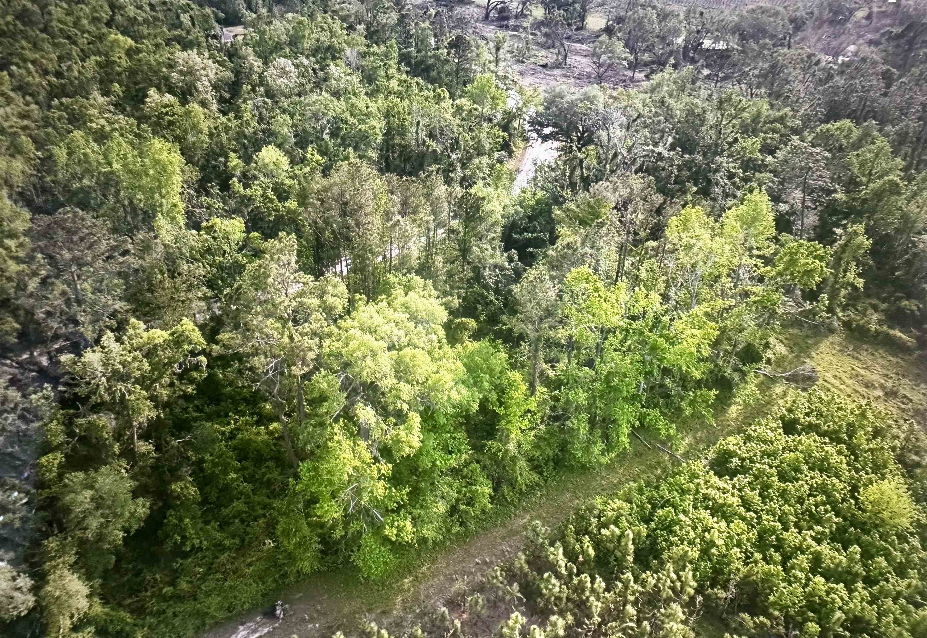 0 Northeast Rue Drive Pinetta, FL 32350 - Photo 6 of 19