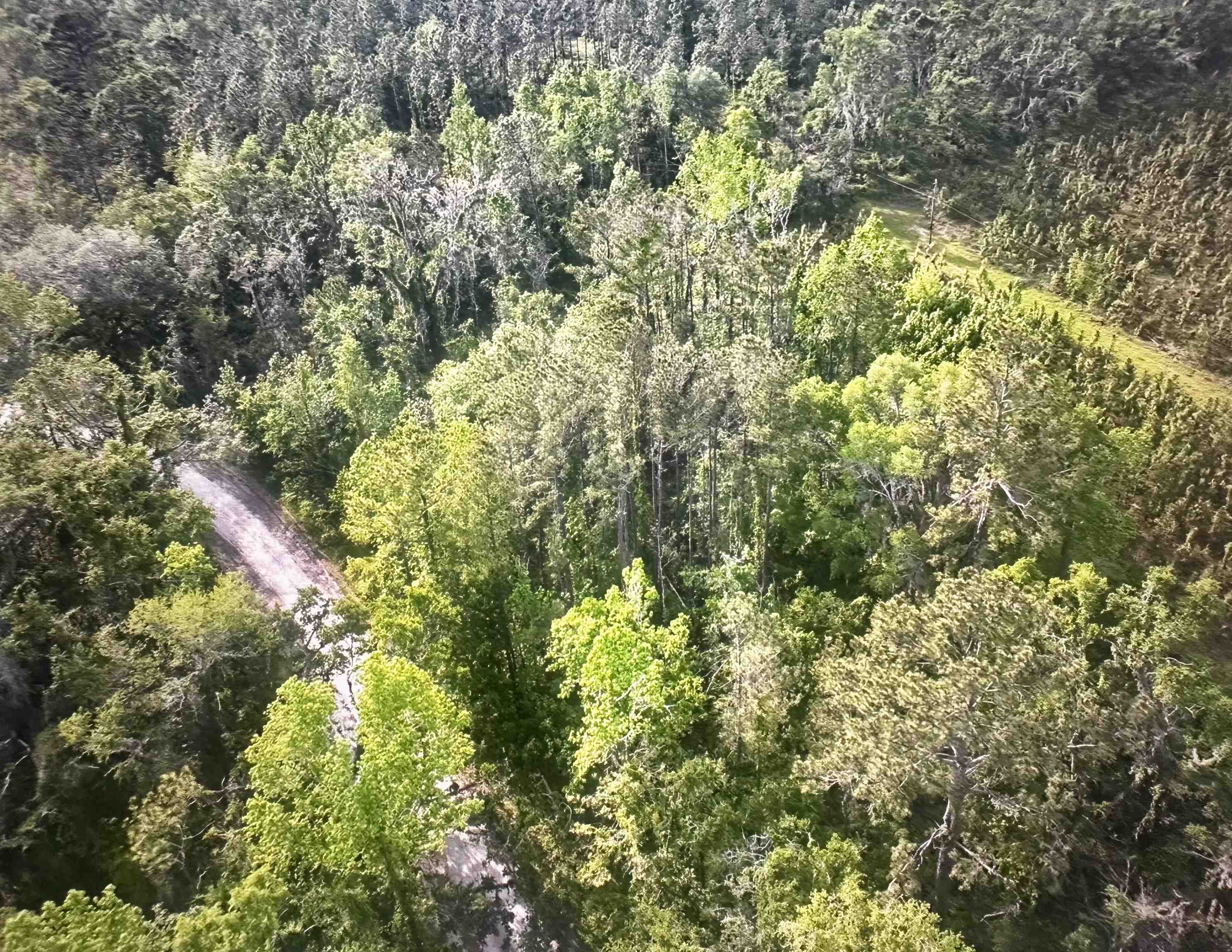 0 Northeast Rue Drive Pinetta, FL 32350 - Photo 7 of 19