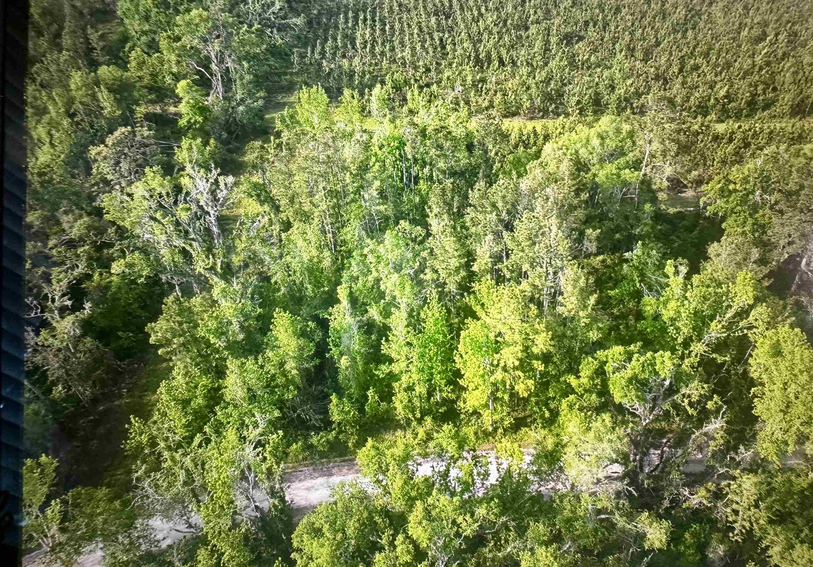 0 Northeast Rue Drive Pinetta, FL 32350 - Photo 8 of 19