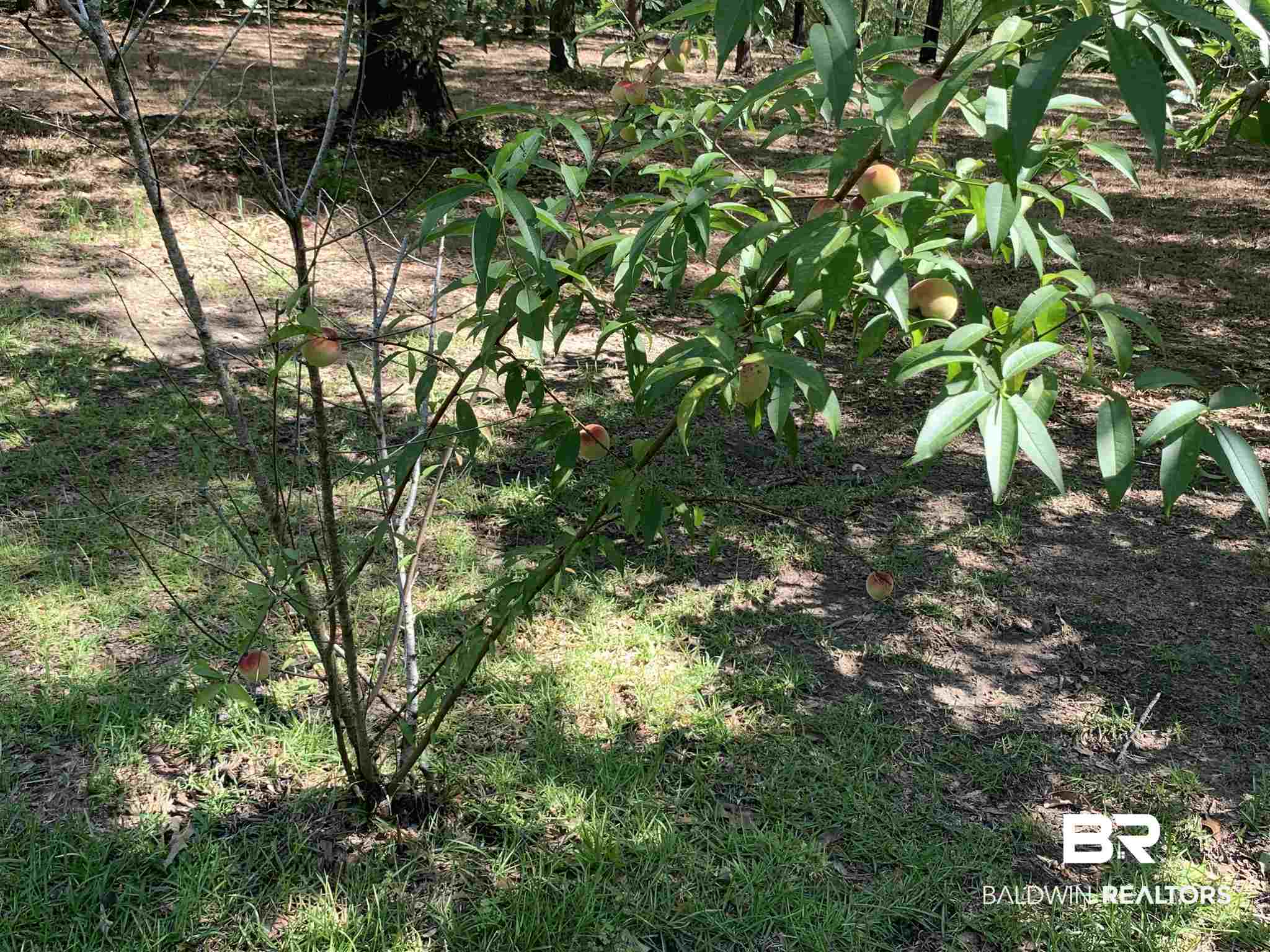 1 Truck Rte 17 Road Robertsdale, AL 36567 - Photo 23 of 25