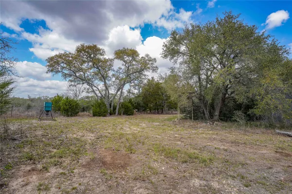 a view of a forest with a tree