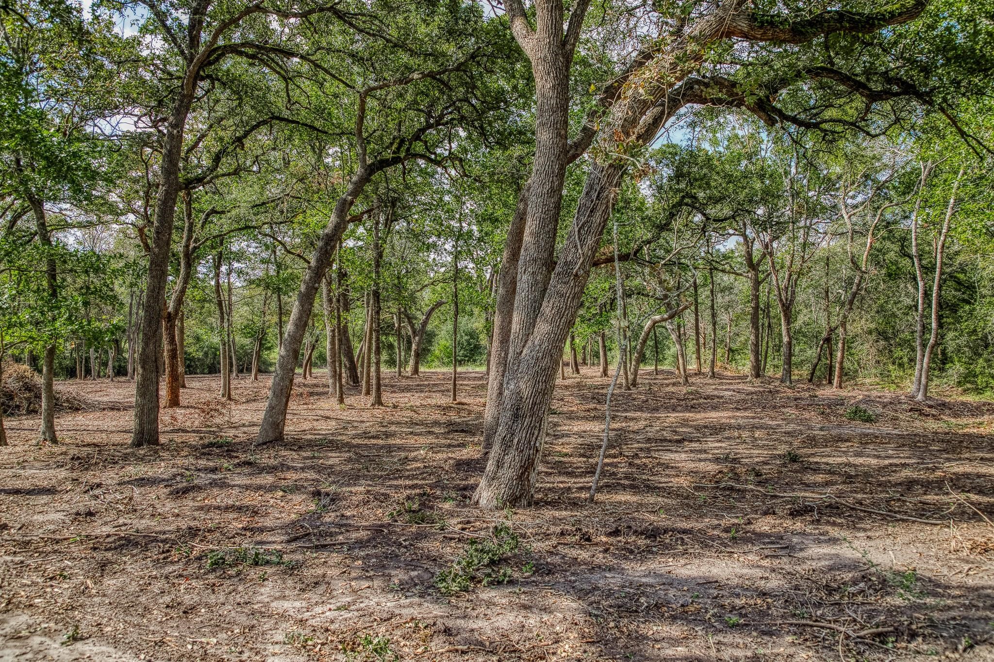 Tbd Sun Oil Road Brenham, TX 77833 - Photo 8 of 37 a fire hydrant in the middle of a forest