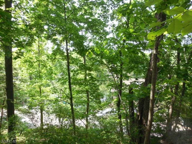 a view of a lush green forest