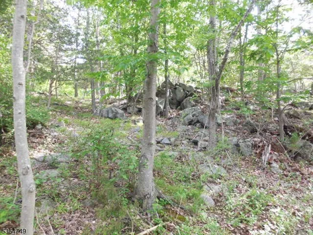 a view of a forest with trees