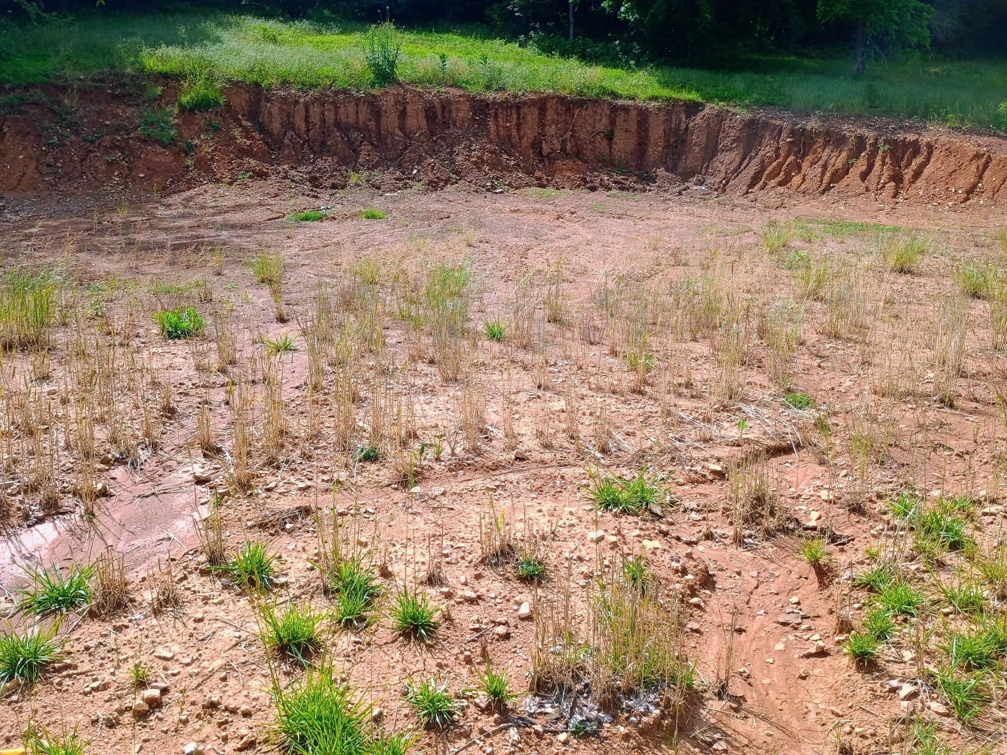 2847 Sorrells Road Petersburg, TN 37144 - Photo 13 of 28 a backyard of a house with lots of green space