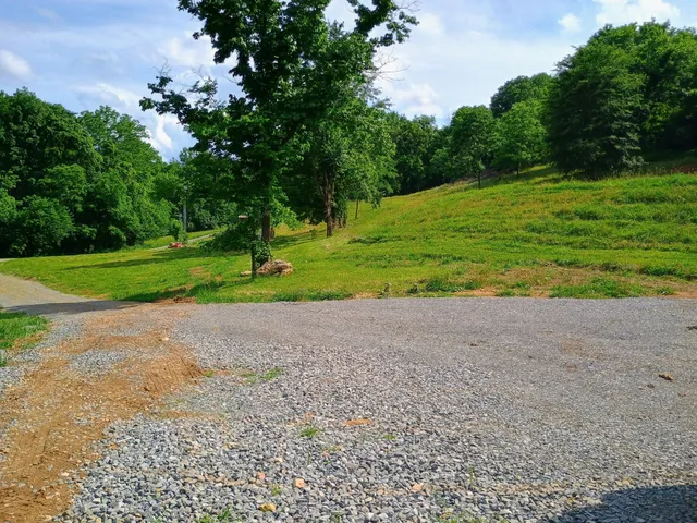 a view of a green yard with plants and a large tree