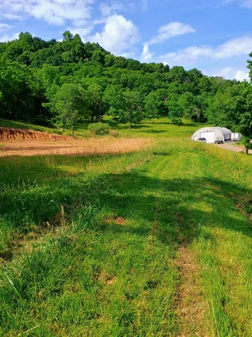 a view of a yard with a tree