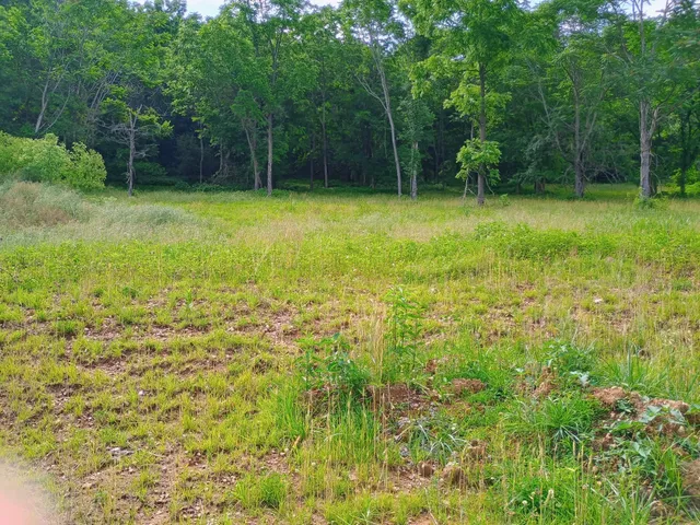 a view of a yard with a plants and trees