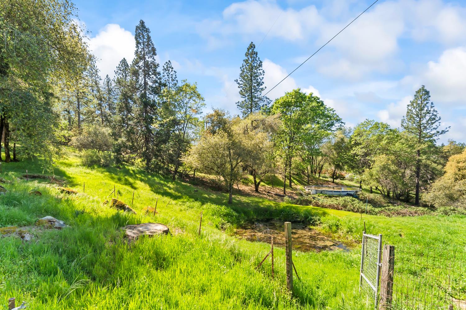 4705 Sand Ridge Road Placerville, CA 95667 - Photo 29 of 36 a view of a yard with plants and large trees