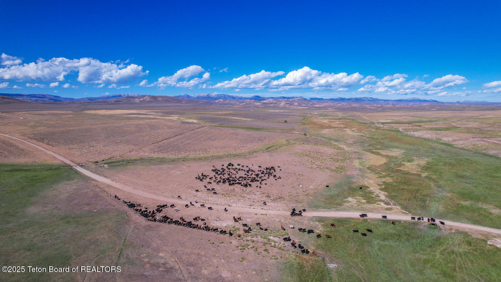 590 Middle Piney Road Big Piney, WY 83113 - Photo 19 of 24 Haywire-Ranch-Big-Piney-Wyoming-Cattle (