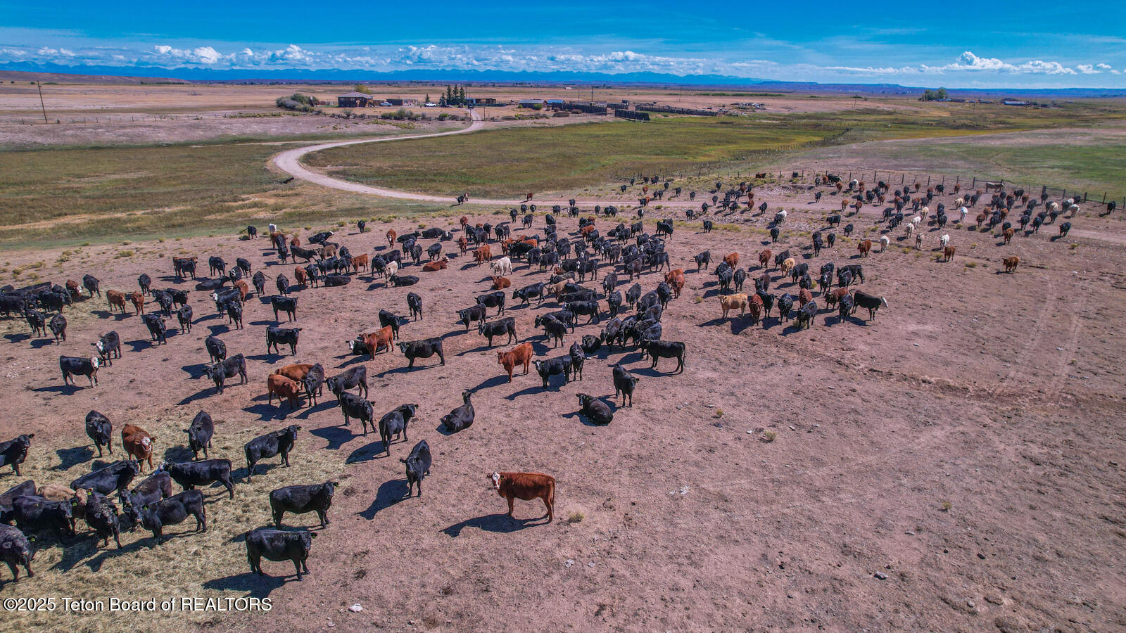 590 Middle Piney Road Big Piney, WY 83113 - Photo 20 of 24 Haywire-Ranch-Big-Piney-Wyoming-Cattle (