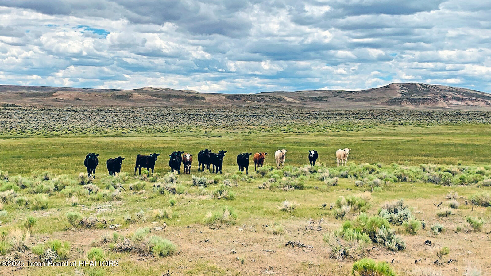 590 Middle Piney Road Big Piney, WY 83113 - Photo 2 of 24 Haywire-Ranch-Big-Piney-Wyoming-Cattle (