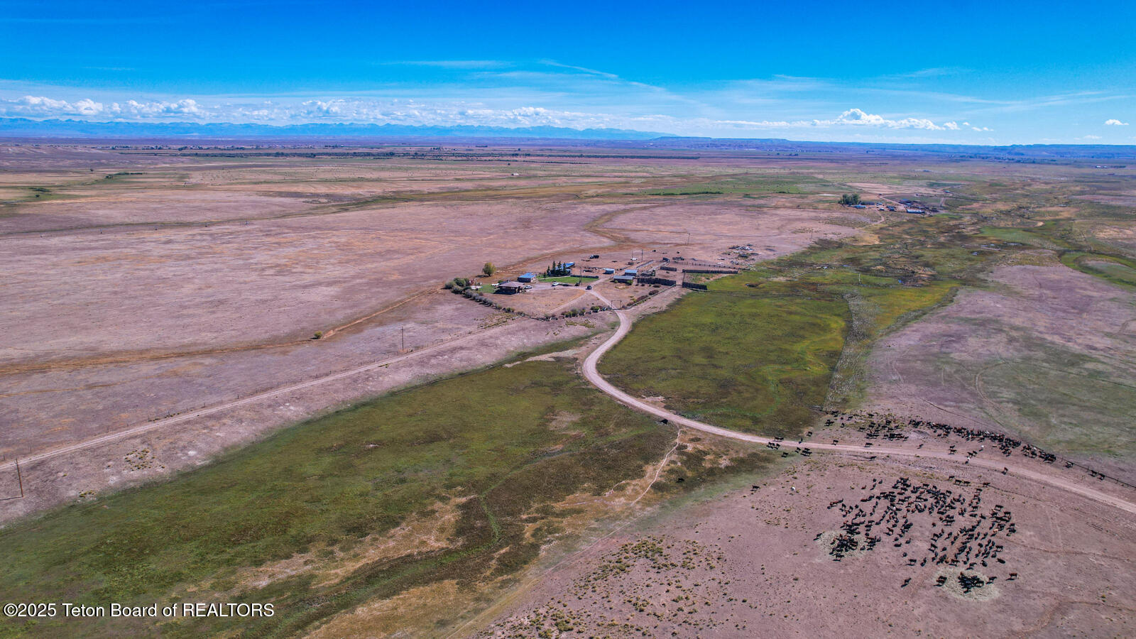 590 Middle Piney Road Big Piney, WY 83113 - Photo 21 of 24 Haywire-Ranch-Big-Piney-Wyoming-Cattle (