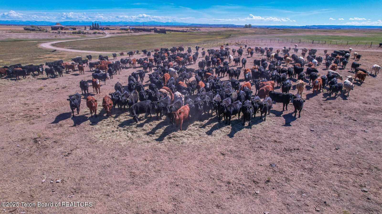 590 Middle Piney Road Big Piney, WY 83113 - Photo 22 of 24 Haywire-Ranch-Big-Piney-Wyoming-Cattle (