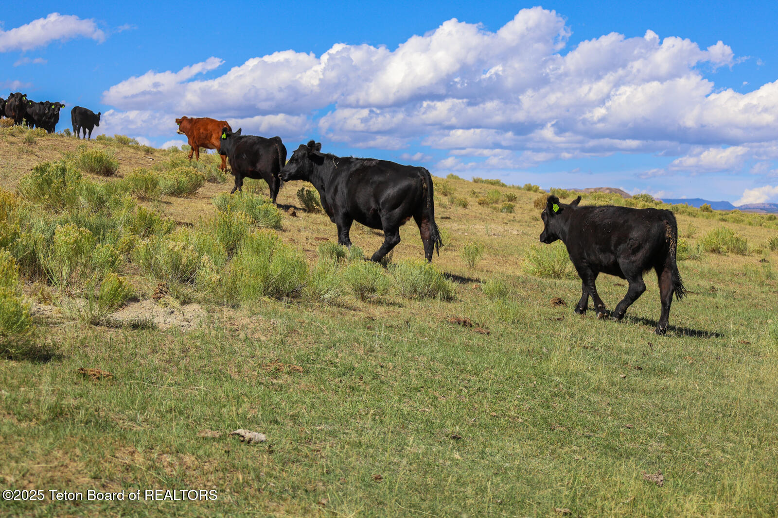 590 Middle Piney Road Big Piney, WY 83113 - Photo 4 of 24 Haywire-Ranch-Big-Piney-Wyoming-Cattle (