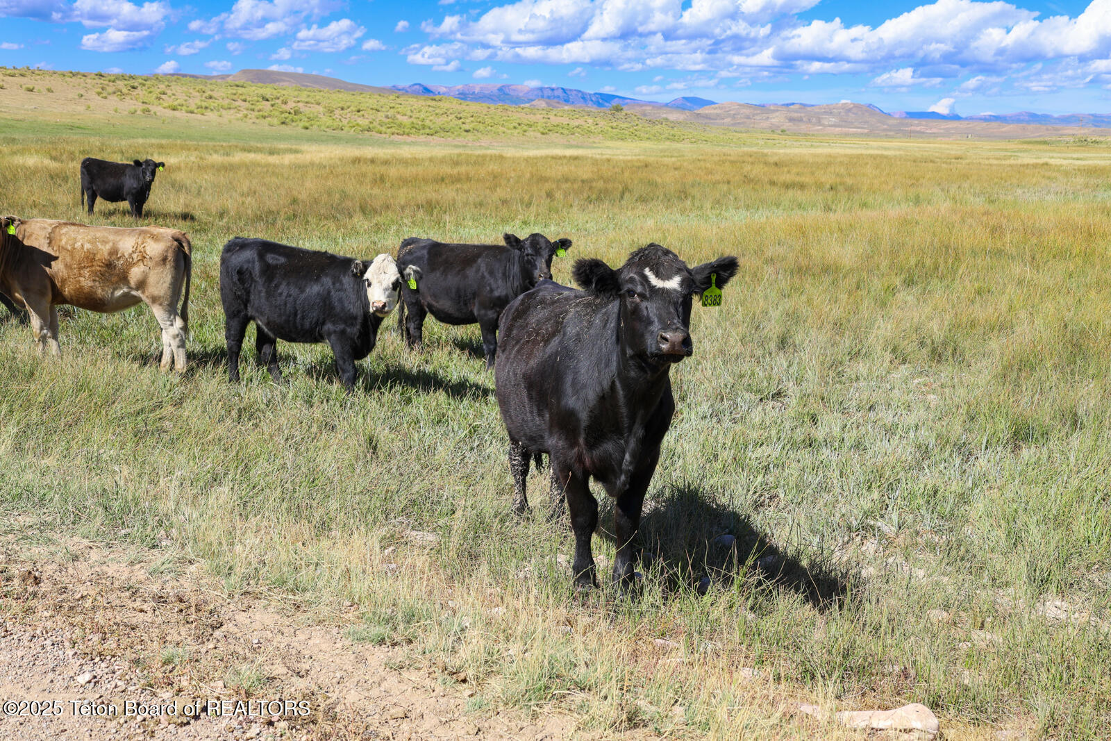 590 Middle Piney Road Big Piney, WY 83113 - Photo 5 of 24 Haywire-Ranch-Big-Piney-Wyoming-Cattle