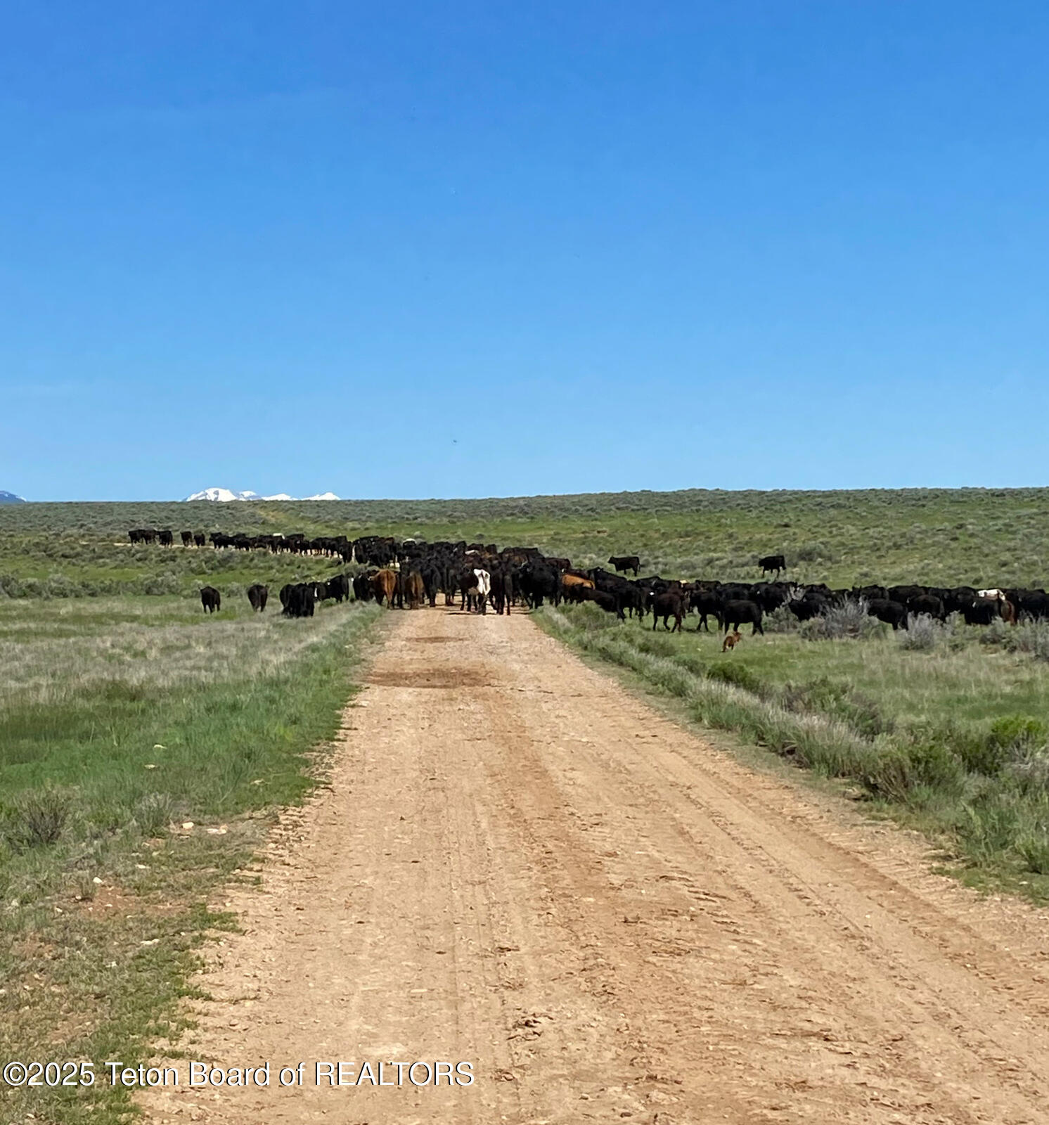 590 Middle Piney Road Big Piney, WY 83113 - Photo 7 of 24 Haywire-Ranch-Big-Piney-Wyoming-Cattle (