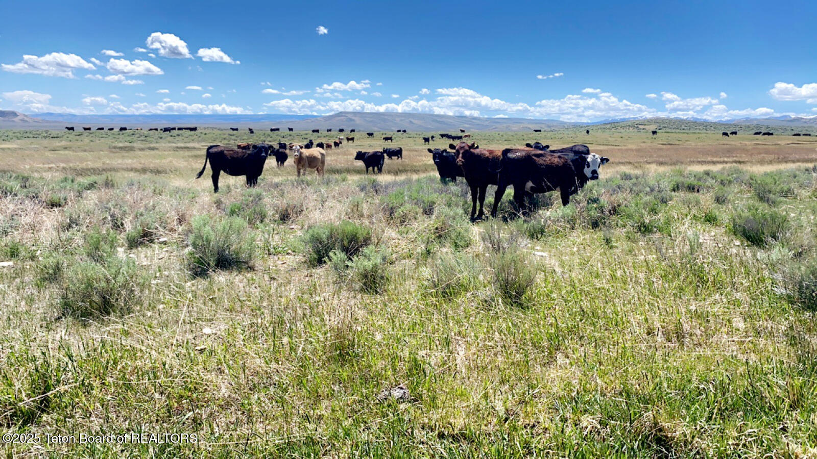 590 Middle Piney Road Big Piney, WY 83113 - Photo 9 of 24 Haywire-Ranch-Big-Piney-Wyoming-Cattle (