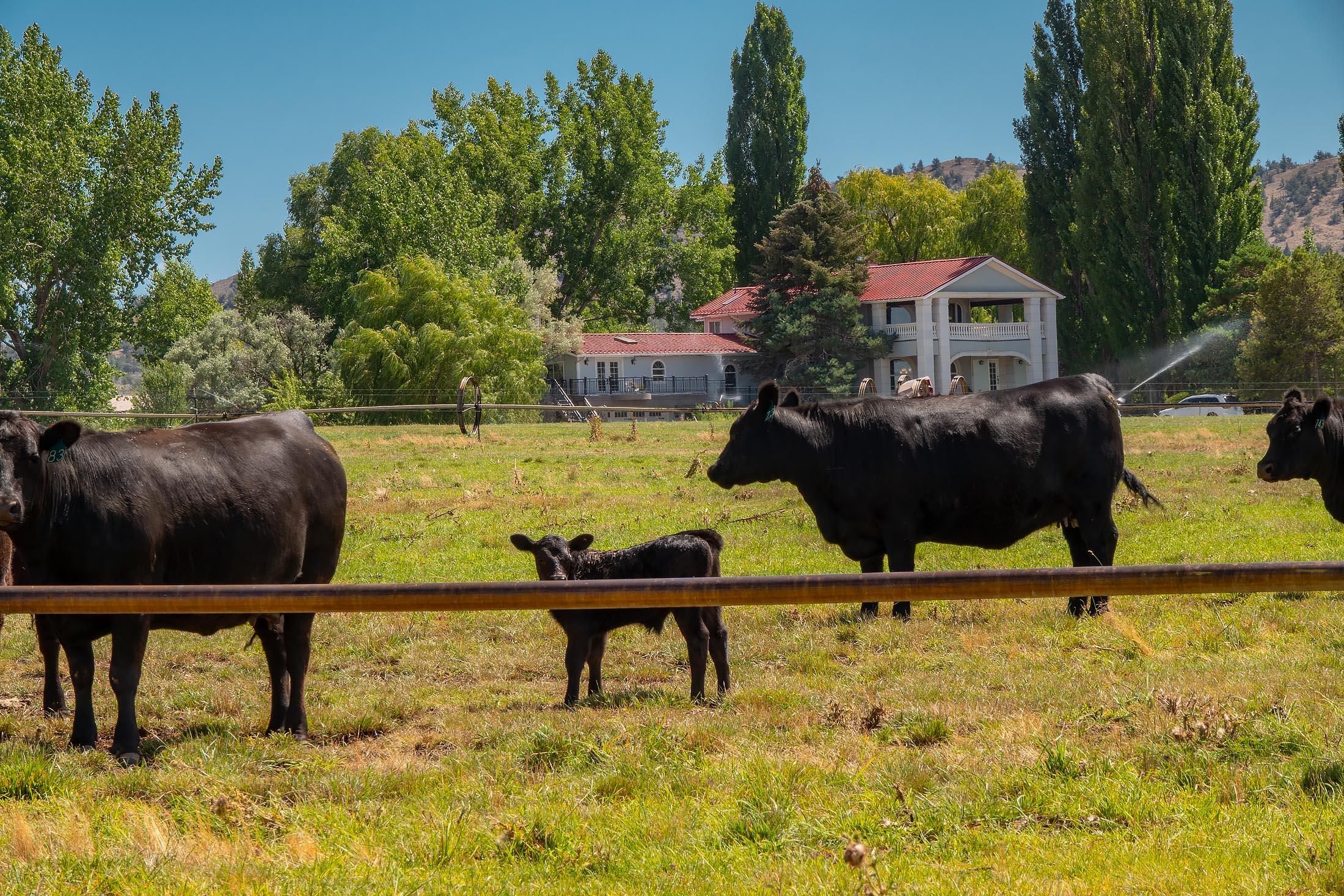 59047 Old Lake Road Christmas Valley, OR 97641 - Photo 46 of 55 Livestock in pasture