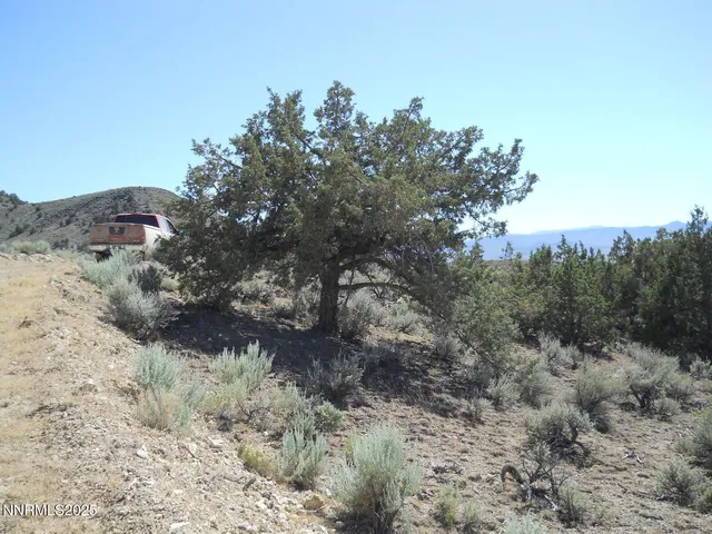 a view of a dry yard with lots of bushes
