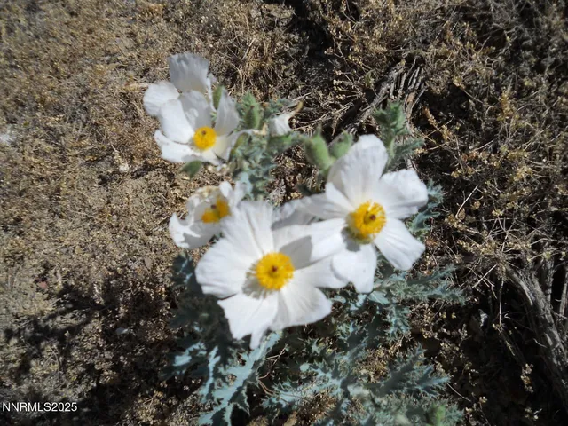 a view of a yard with chairs and fire pit