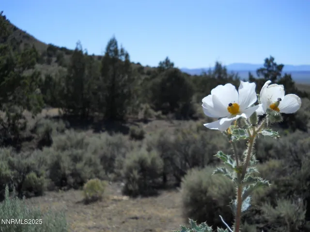 a close up of a flower in a garden