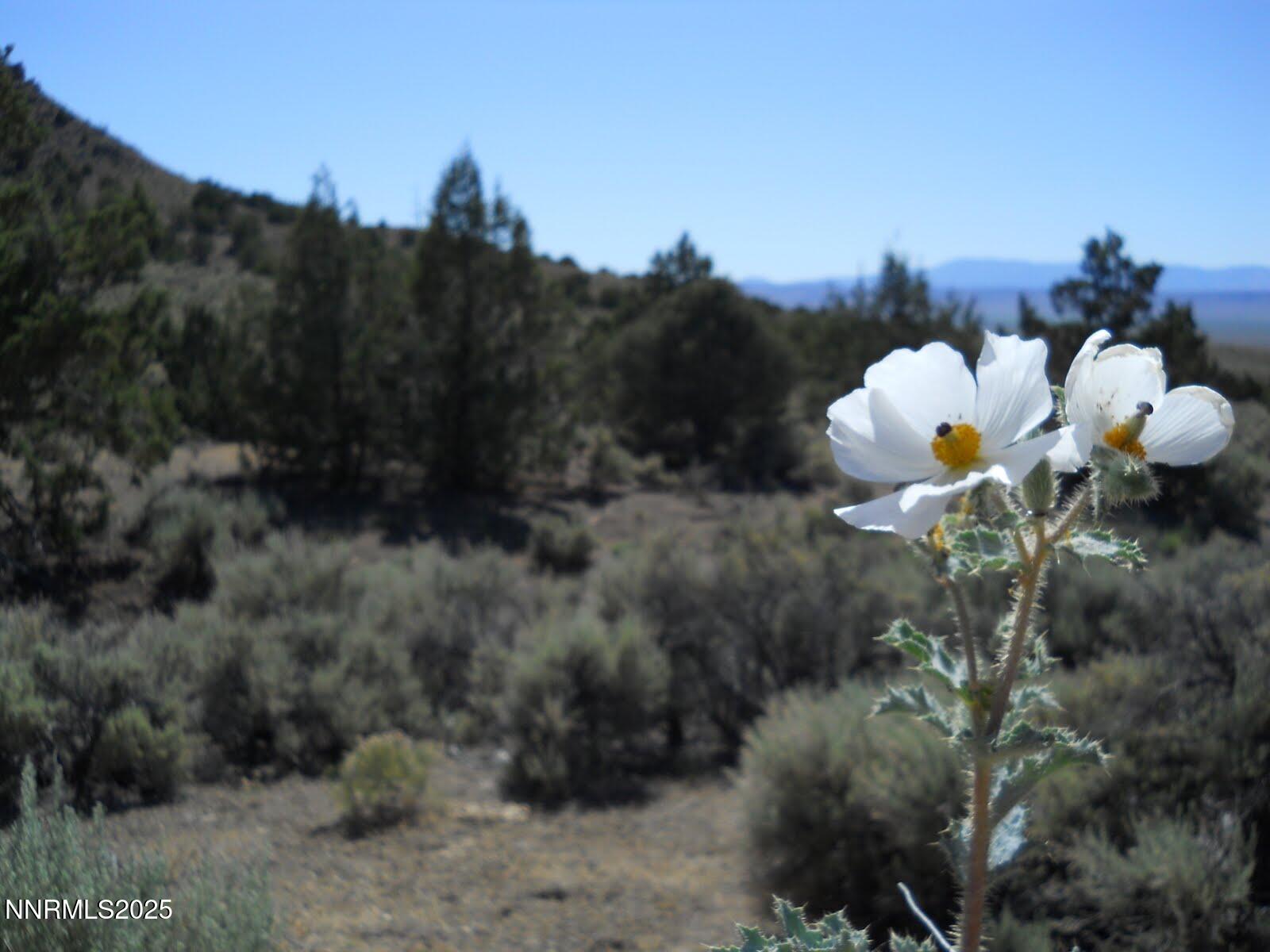 8210 Ml Crk Road Battle Mountain, NV 89820 - Photo 17 of 25 a close up of a flower in a garden
