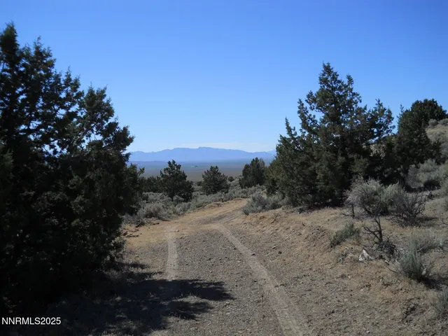 a view of a dry yard with trees