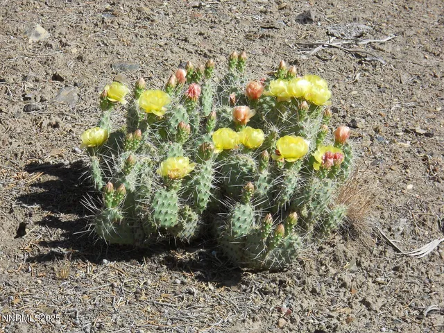 a view of a bunch of flowers