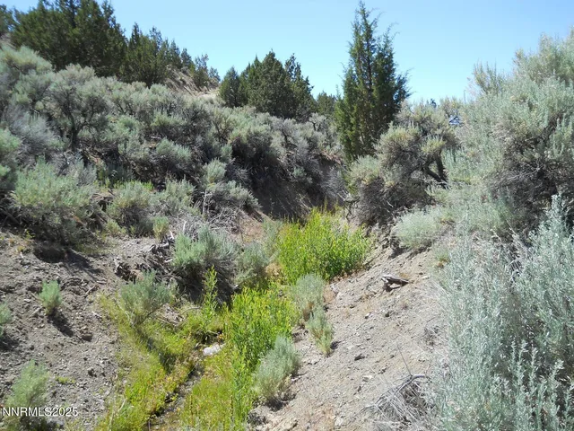 a view of a dry yard with trees