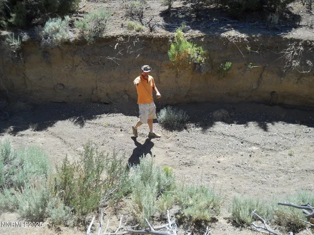 a backyard of a house with a yard and covered with trees