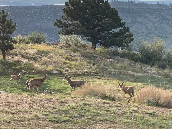 $1,325,000 | 15757 Moss Rock Court, Longmont, CO 80503