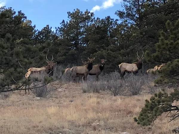 $1,325,000 | 15757 Moss Rock Court, Longmont, CO 80503