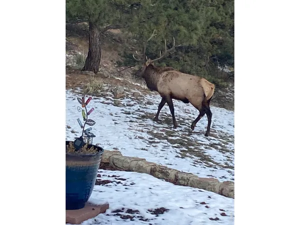 $1,325,000 | 15757 Moss Rock Court, Longmont, CO 80503