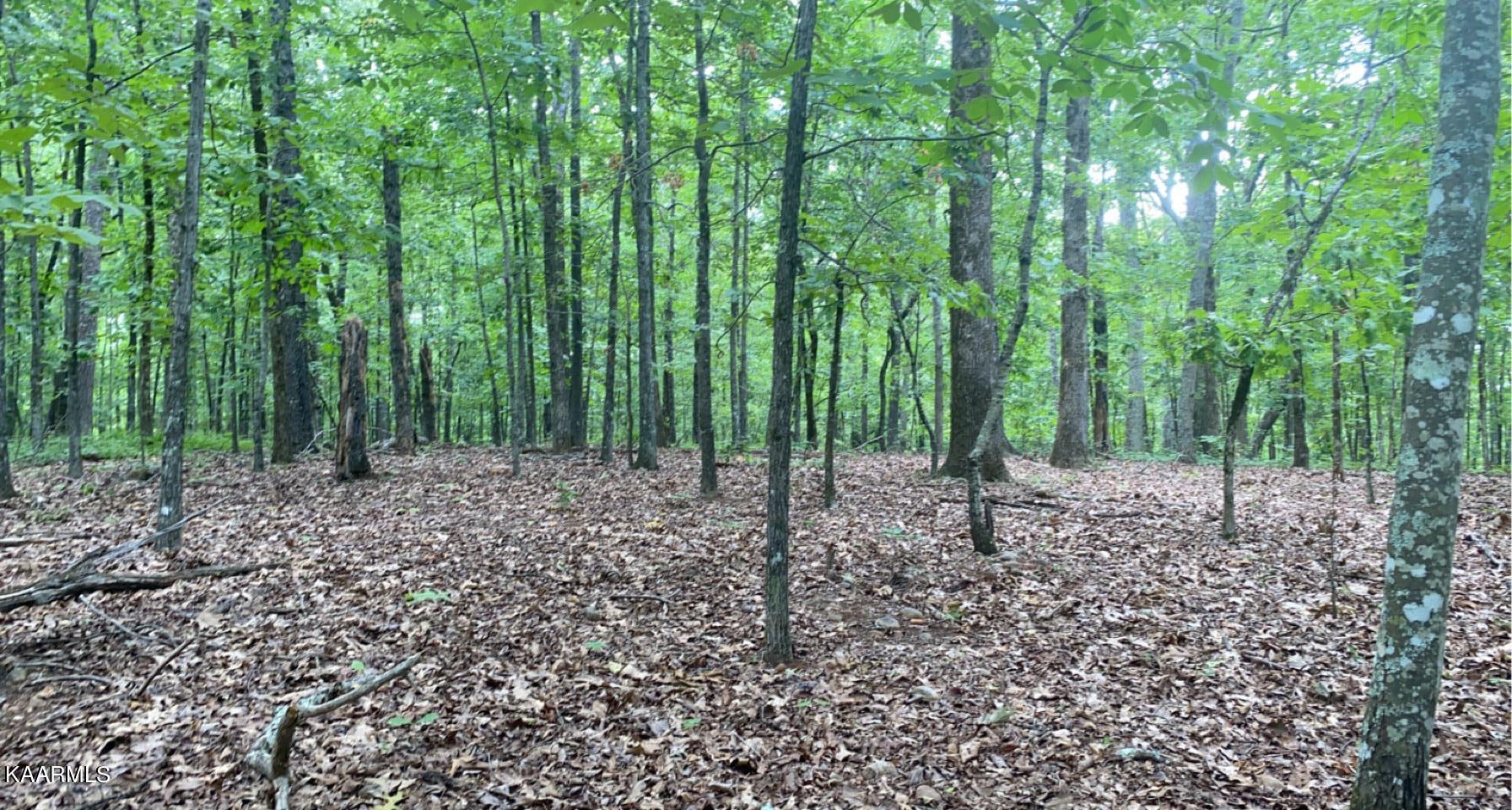 Look Out Drive Spring City, TN 37381 - Photo 1 of 10 7C05C0BC-2E27-4ACE-AD72-23A36D9DE7DA