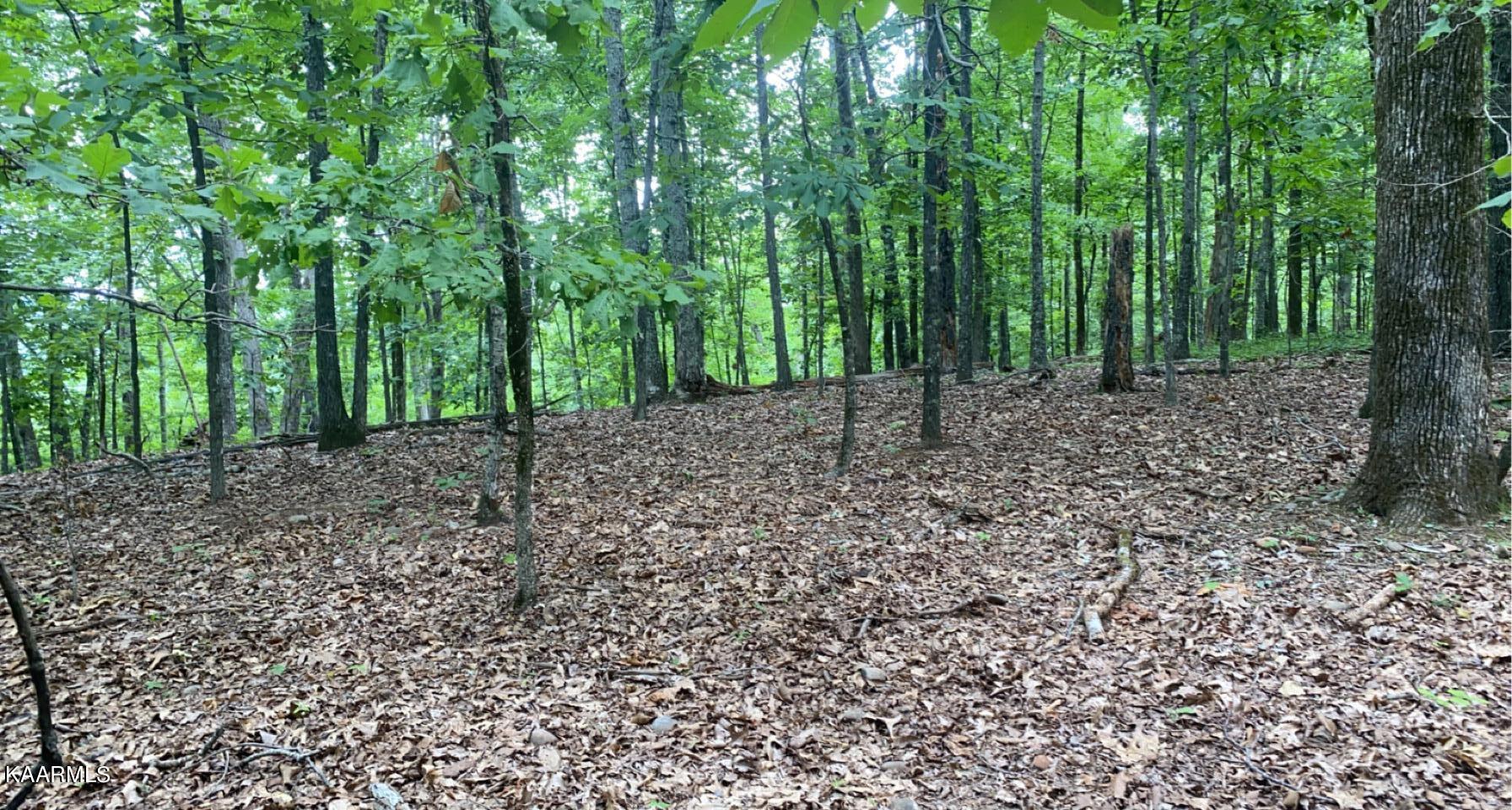 Look Out Drive Spring City, TN 37381 - Photo 3 of 10 99DBF798-4B6C-45EB-9665-FEB838B986AC