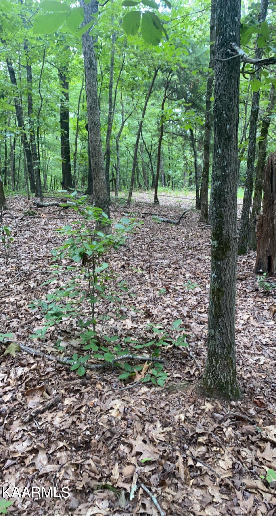 Look Out Drive Spring City, TN 37381 - Photo 4 of 10 7AFCEF47-A0FD-4703-BB0A-B37633F28338