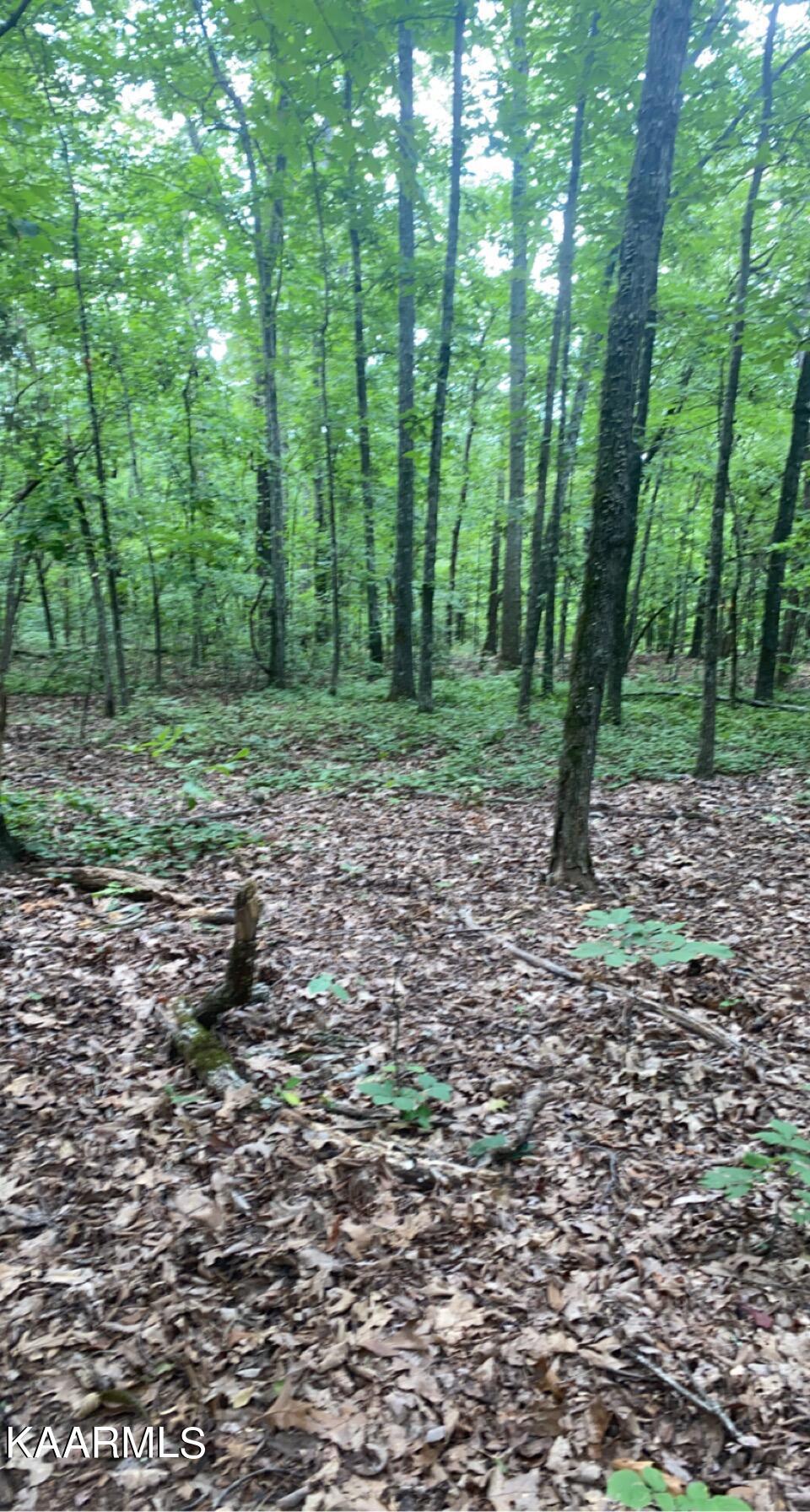 Look Out Drive Spring City, TN 37381 - Photo 5 of 10 3351D9F0-B9FE-4B16-B2B9-FD48EB3A2C49