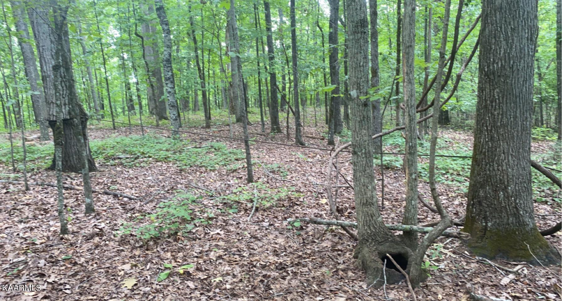 Look Out Drive Spring City, TN 37381 - Photo 6 of 10 75FAD4D5-9F96-4B80-86E0-2F66F2598664