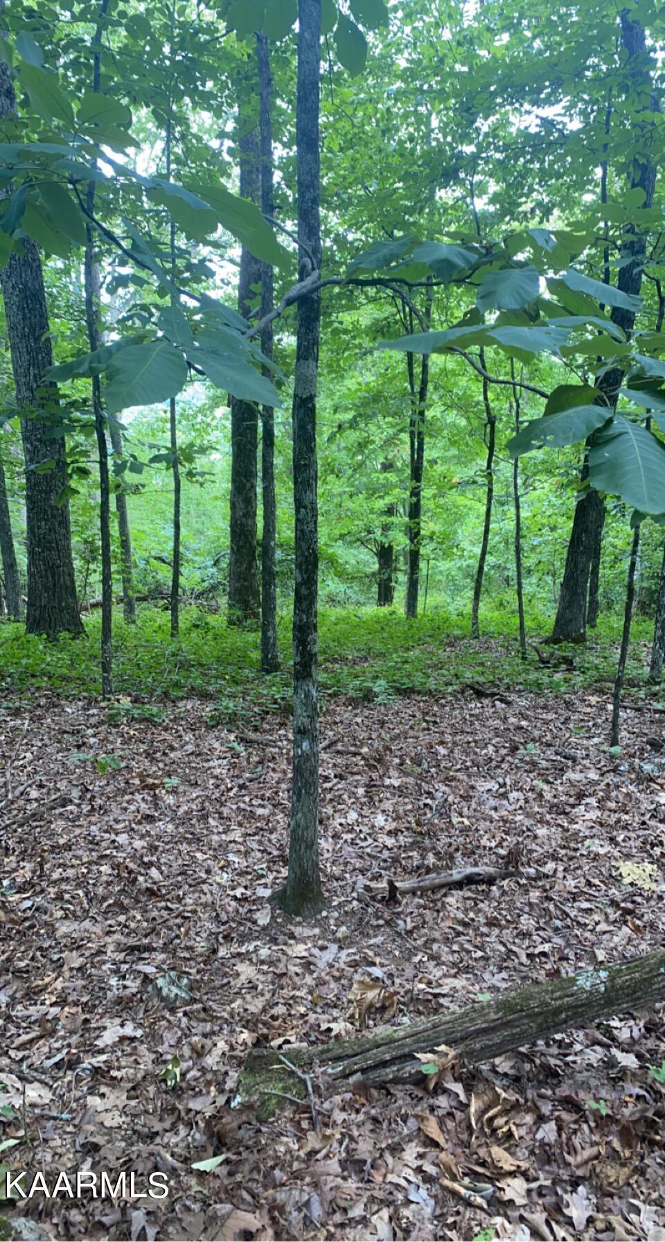 Look Out Drive Spring City, TN 37381 - Photo 7 of 10 00A24D3B-8E61-434C-BD50-95972B0442D3