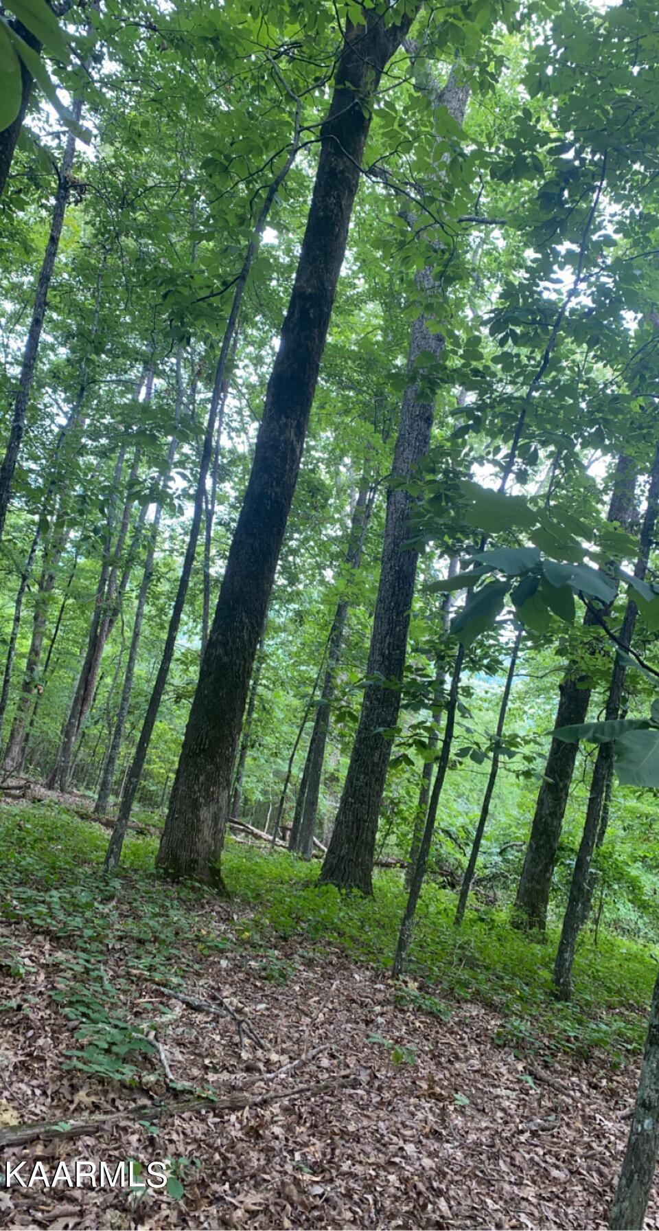 Look Out Drive Spring City, TN 37381 - Photo 9 of 10 3440FD9D-77FE-4E8C-9D36-D40E750E1FFA