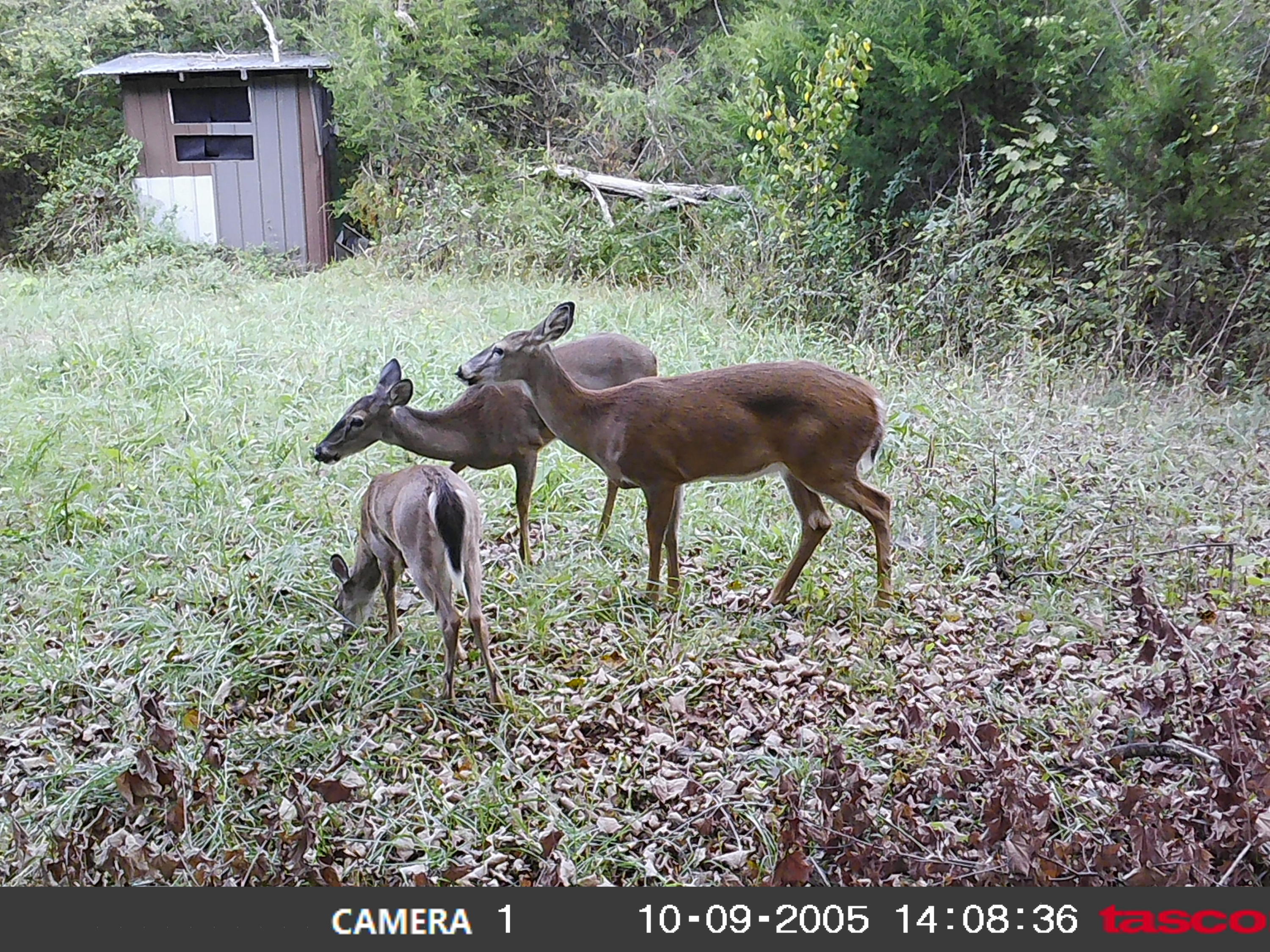 10173 Mulberry Gap Road Tazewell, TN 37879 - Photo 22 of 33 00000018